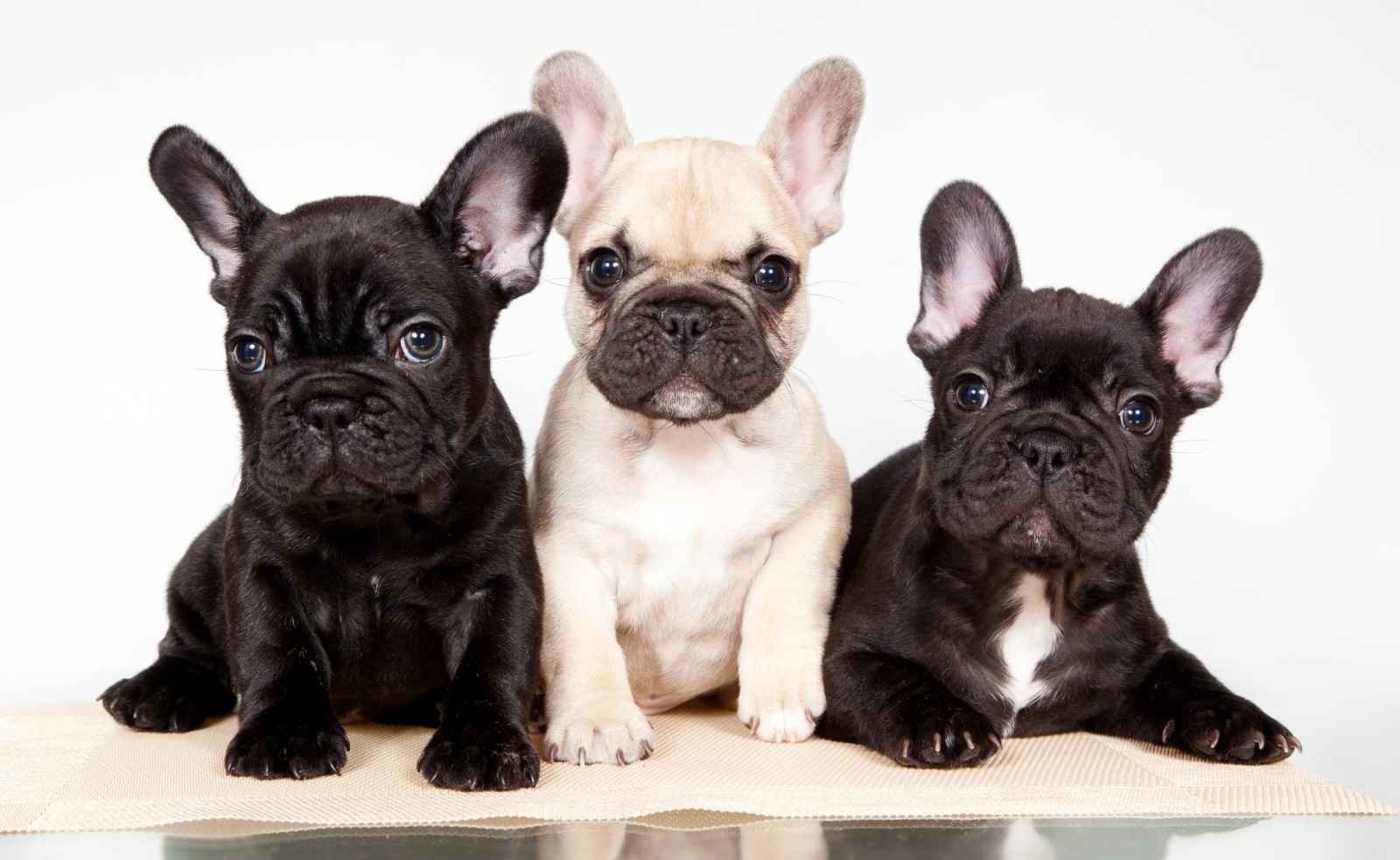 trio, anak anjing, Bulldog Perancis