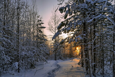 森林, 風景, 朝, 自然, 雪