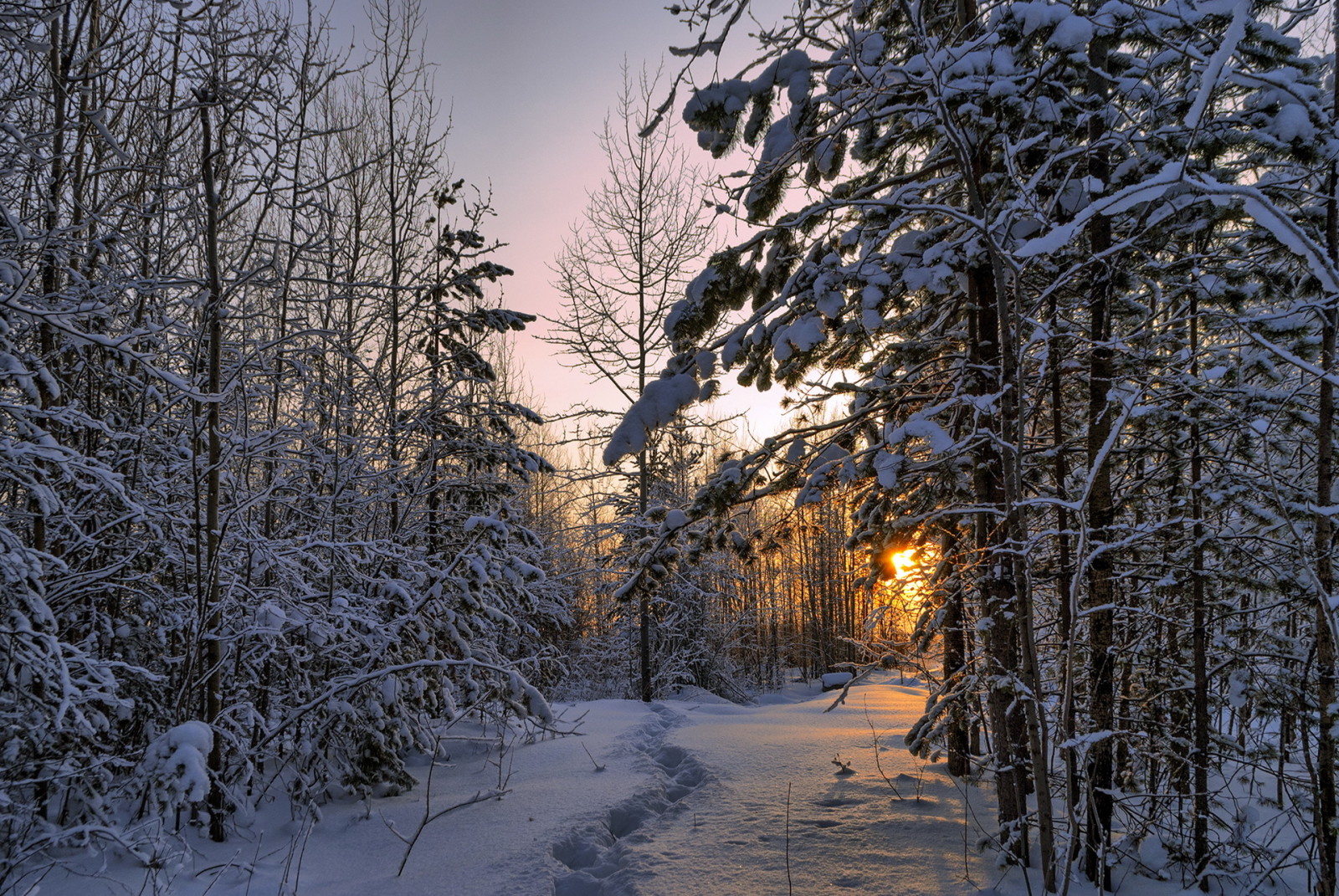 salju, hutan, alam, pemandangan, pagi