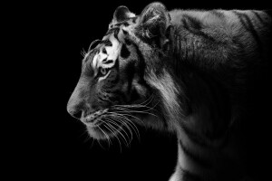 검정색과 흰색, 육식 동물, 프로필, 어두운 배경, 호랑이, 야생 고양이