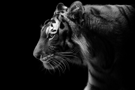 黒と白, 捕食者, プロフィール, 暗い背景, 虎, 野生の猫