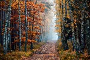가을, 자작 나무, 안개, 숲, 작은 숲, 도로, 나무