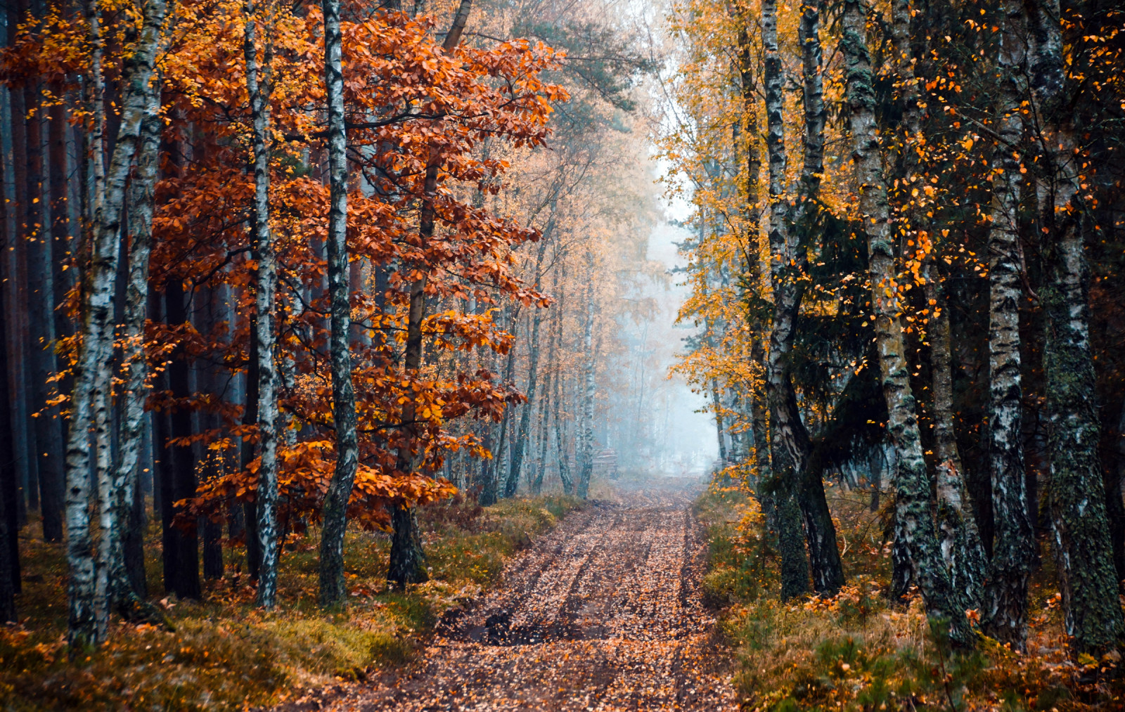 musim gugur, hutan, jalan, pohon, kabut, Birch, belukar