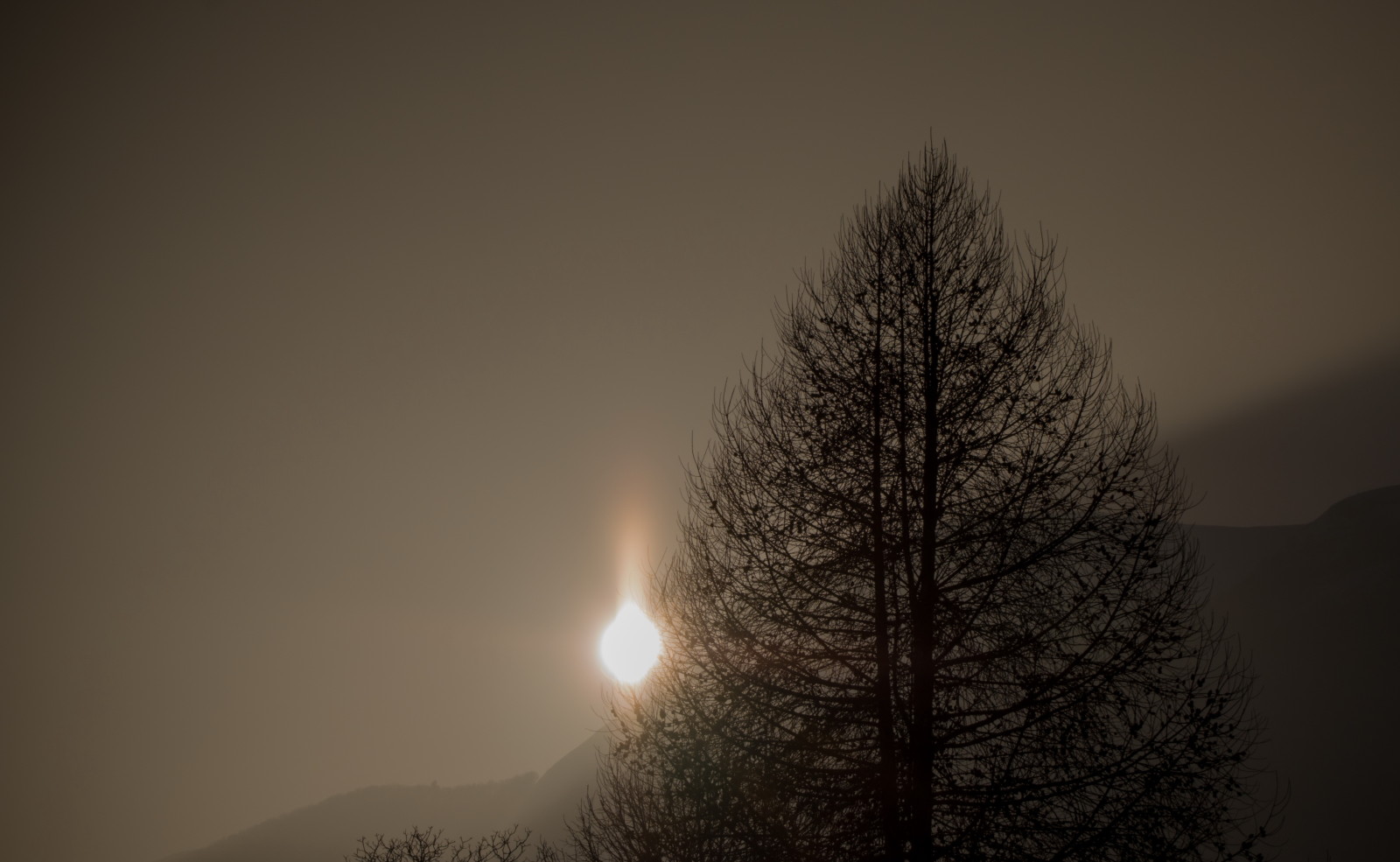 树, 晚, 月亮