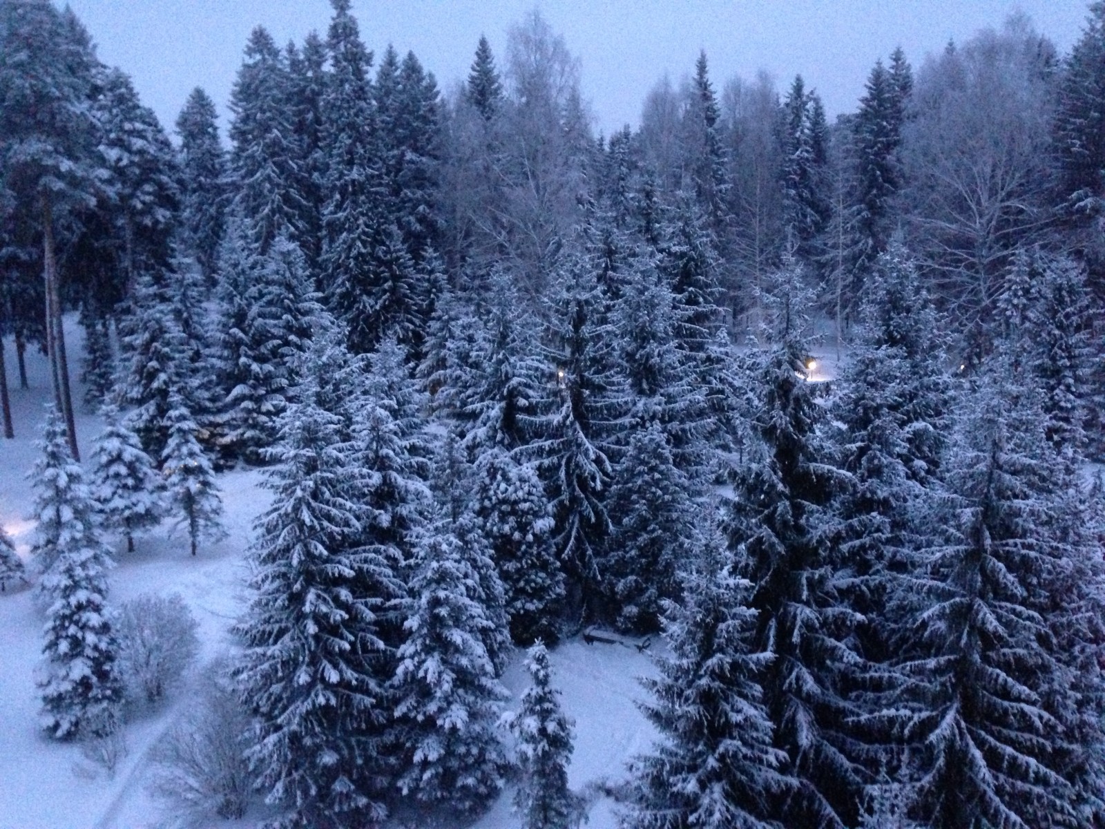 눈, 나무, 새해, 리빈 스크, 크 스토 보