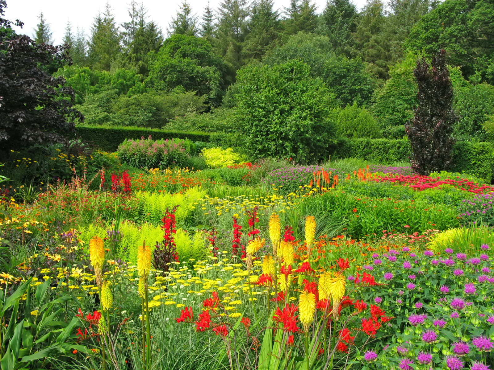 cỏ, công viên, mùa hè, cây, rau xanh, những bông hoa, Đầy màu sắc, Vườn