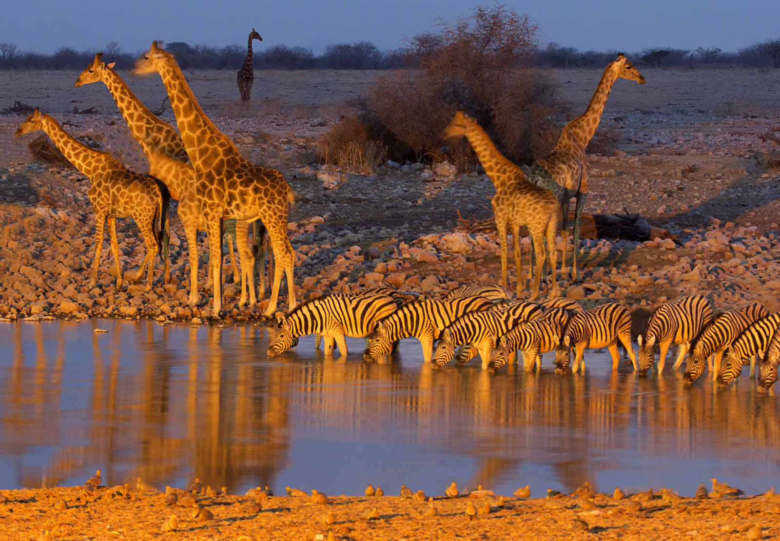 斑马, 非洲, 喝, 长颈鹿, 纳米比亚, 埃托沙国家公园