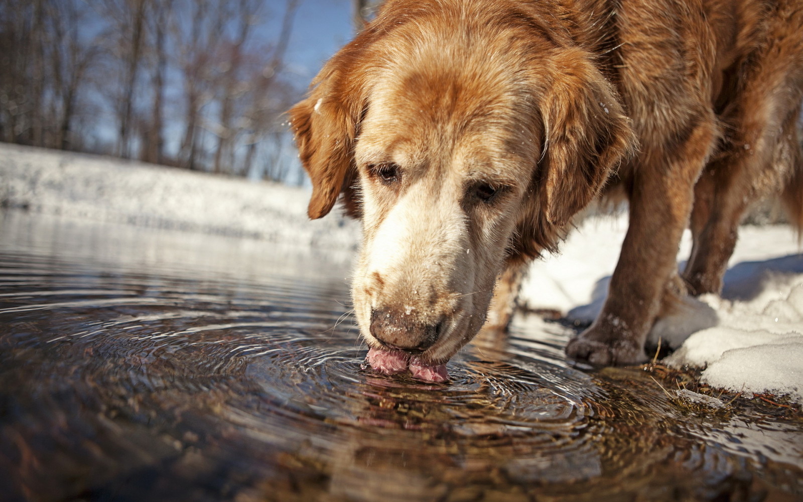 anjing, air, setiap