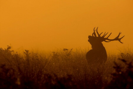 鹿, 自然, 夜