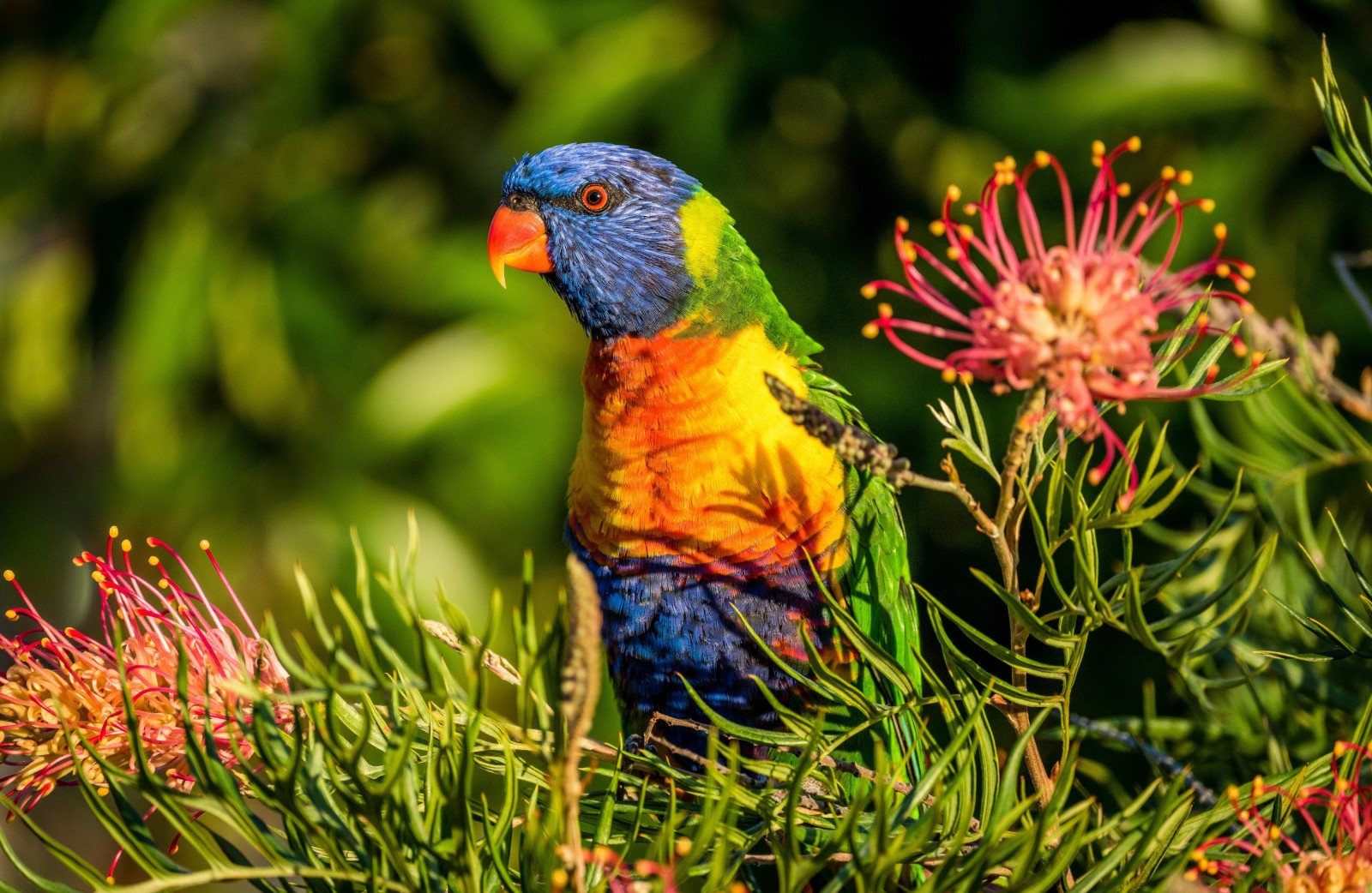 花卉, 鸟, 鹦鹉, 格雷维拉, 彩虹澳洲鹦鹉