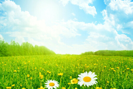 카밀레, 구름, 들, 꽃들, 잔디, 목초지, 여름, 하늘