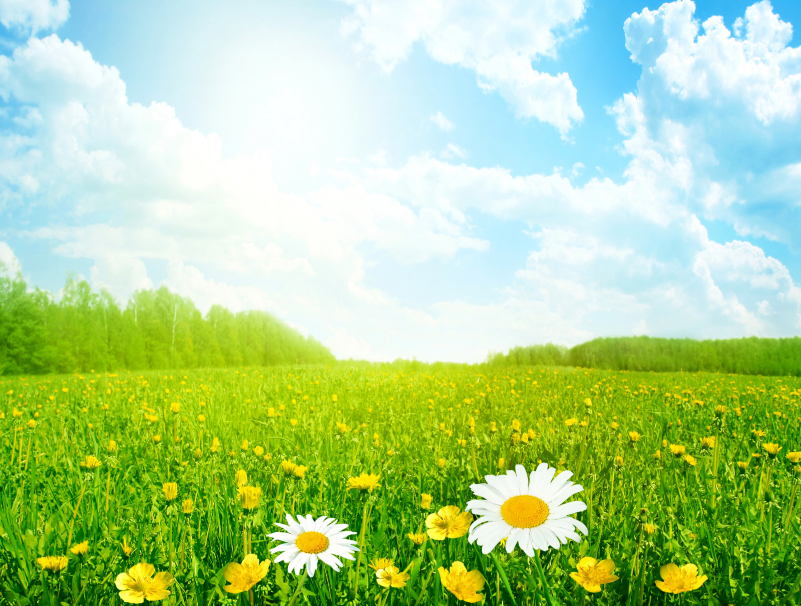 잔디, 하늘, 여름, 들, 꽃들, 구름, 목초지, 태양