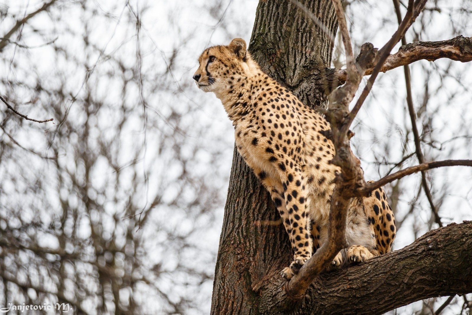 pohon, predator, kucing garong, Cheetah, pengamatan
