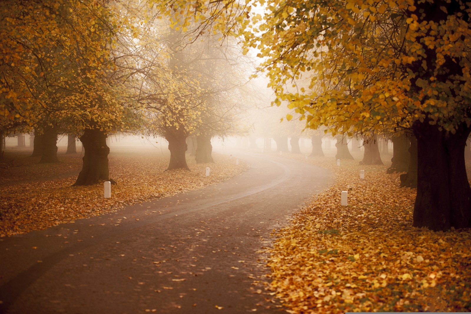 秋季, 路, 多雾路段