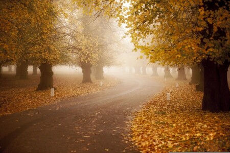 秋, 霧, 道路