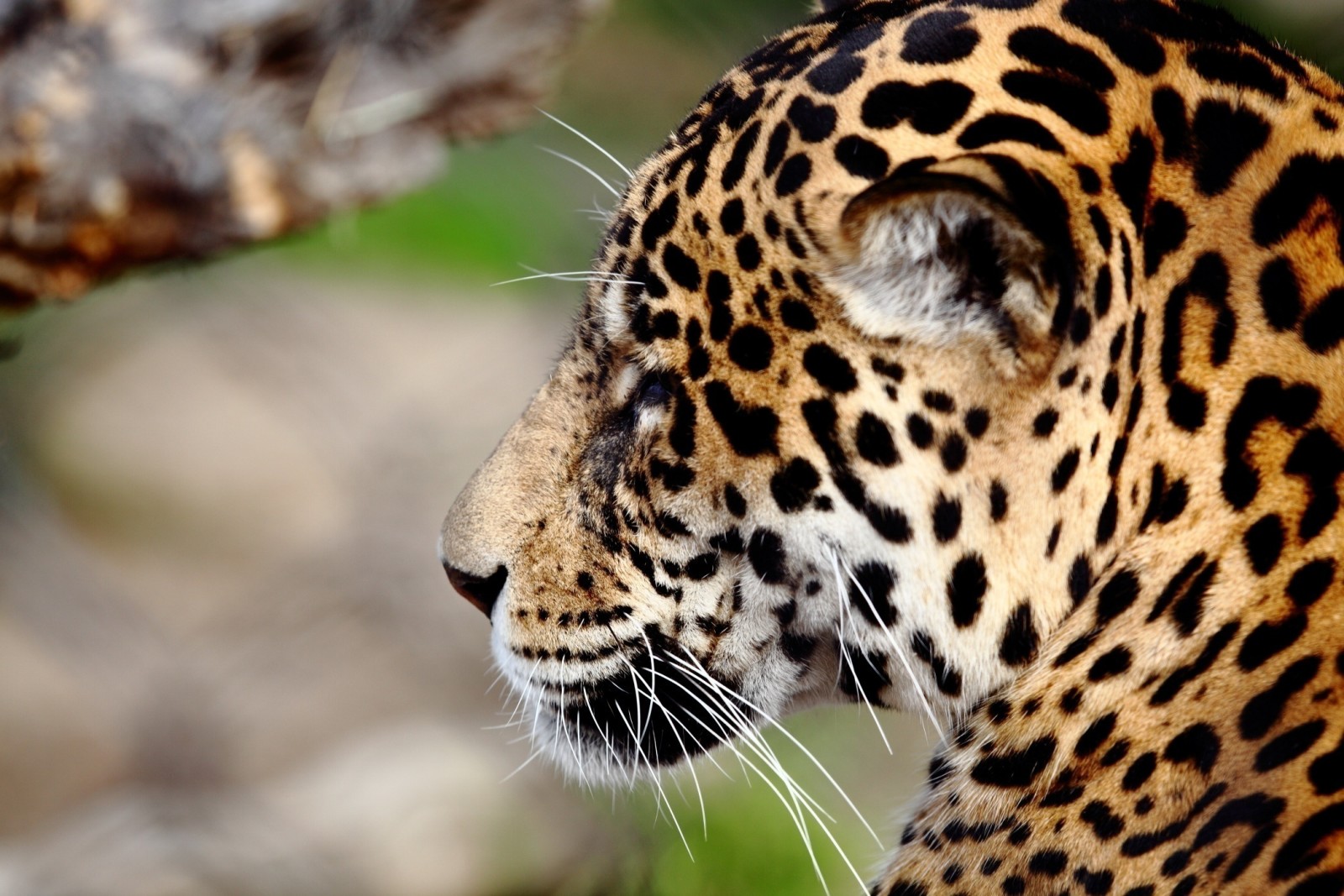 wajah, predator, Profil, kucing garong, Jaguar