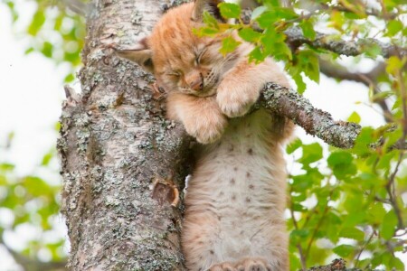 작은 살 lyn이, 아가, 견습생, 고양이 새끼, 스라소니, 나무에, 자다, 작은 살 lyn이 자다