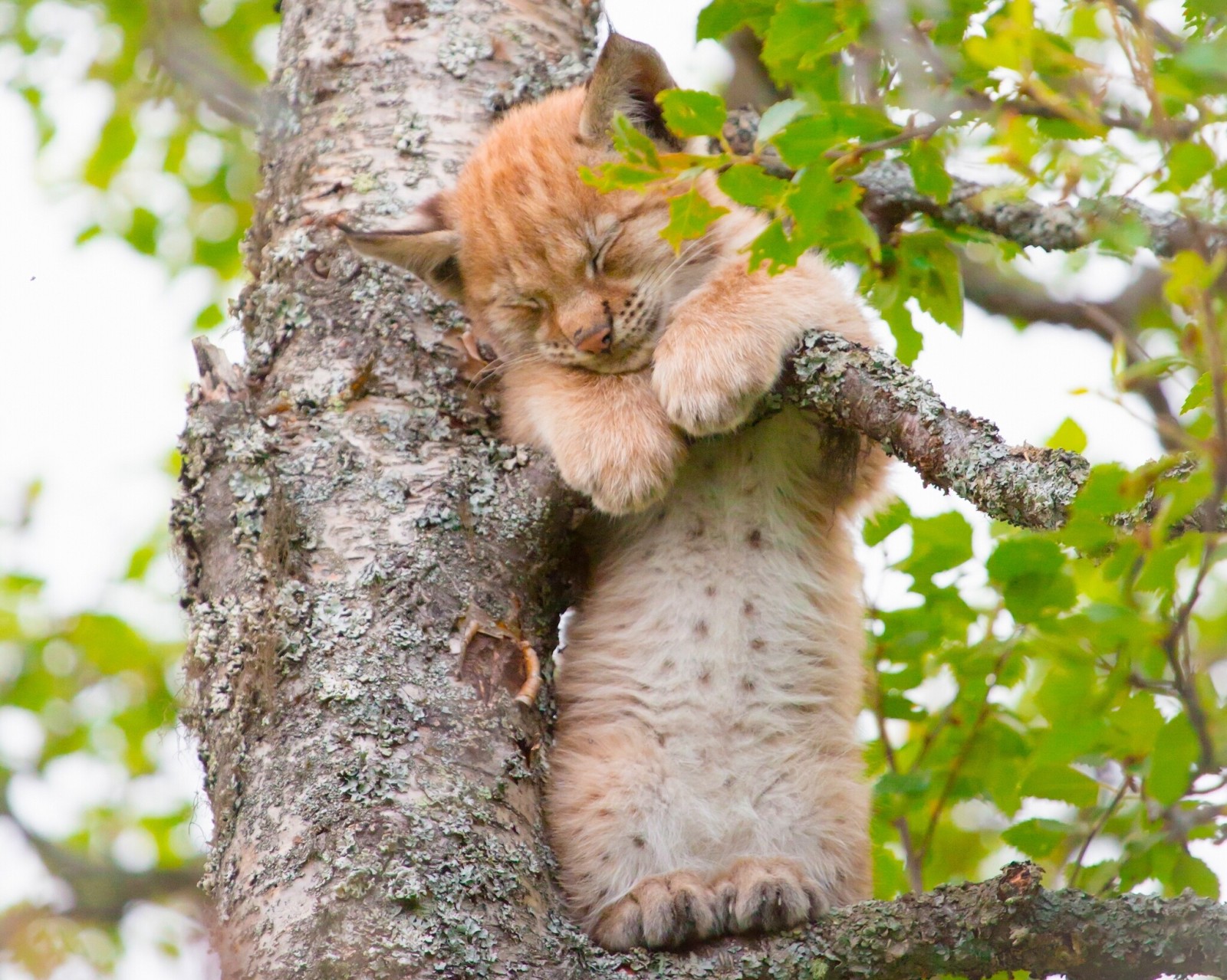 pohon, bayi, anak, kucing, lynx, tidur, di pohon, sebuah lynx kecil