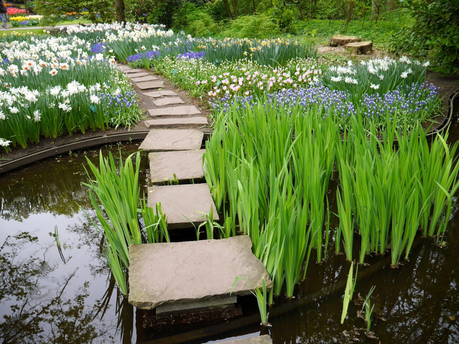 สวน, ดอกไม้, บ่อน้ำ, เนเธอร์แลนด์, แดฟโฟดิ, กก, Keukenhof, Lisse