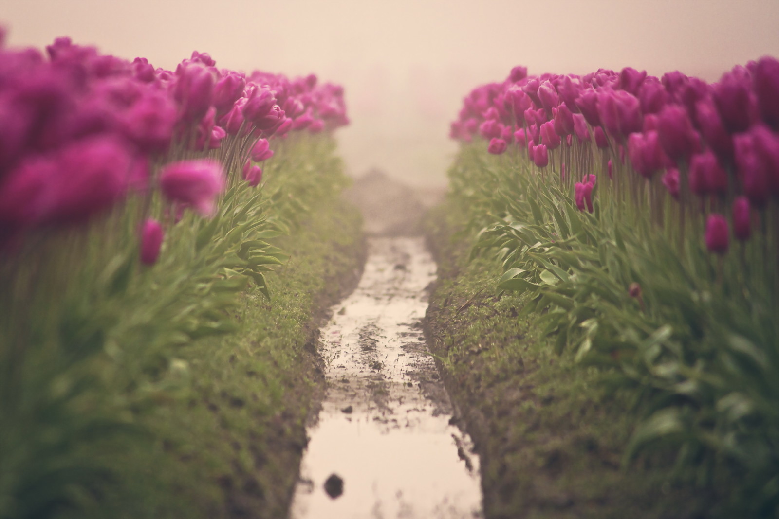 bunga-bunga, tulip, kabut