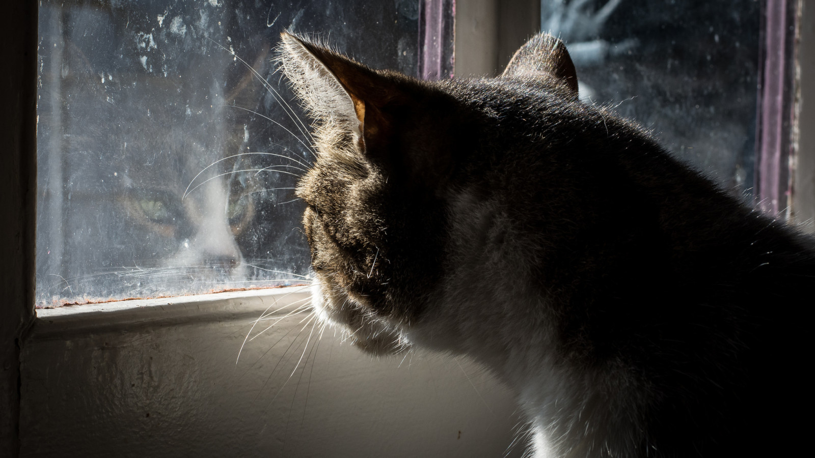con mèo, ngồi, cốc thủy tinh, cửa sổ