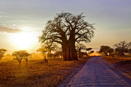 아프리카, 경치, 아침, 도로