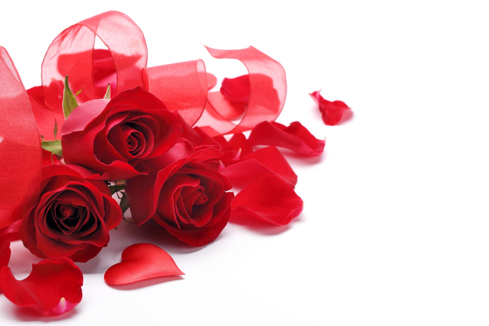 สีแดง, ดอกกุหลาบ, หัวใจ, กลีบดอก, พื้นหลังสีขาว, ริบบิ้น