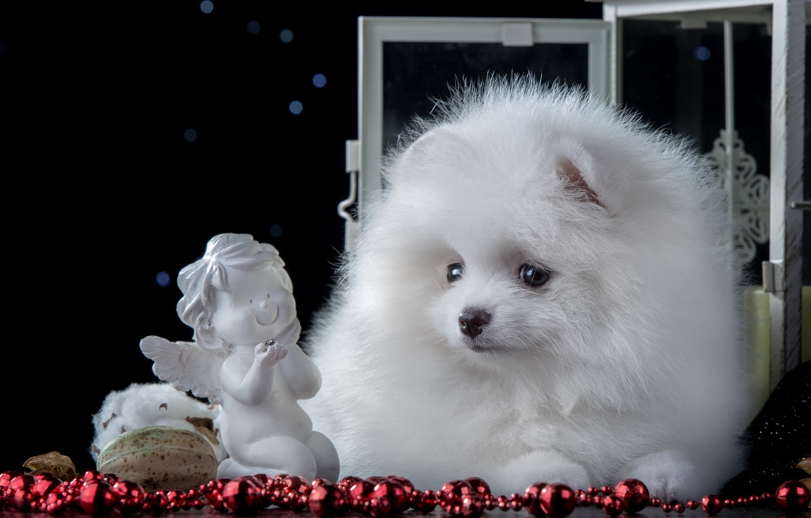 강아지, 하얀, 귀엽다, 천사, 스피츠, 작은 입상