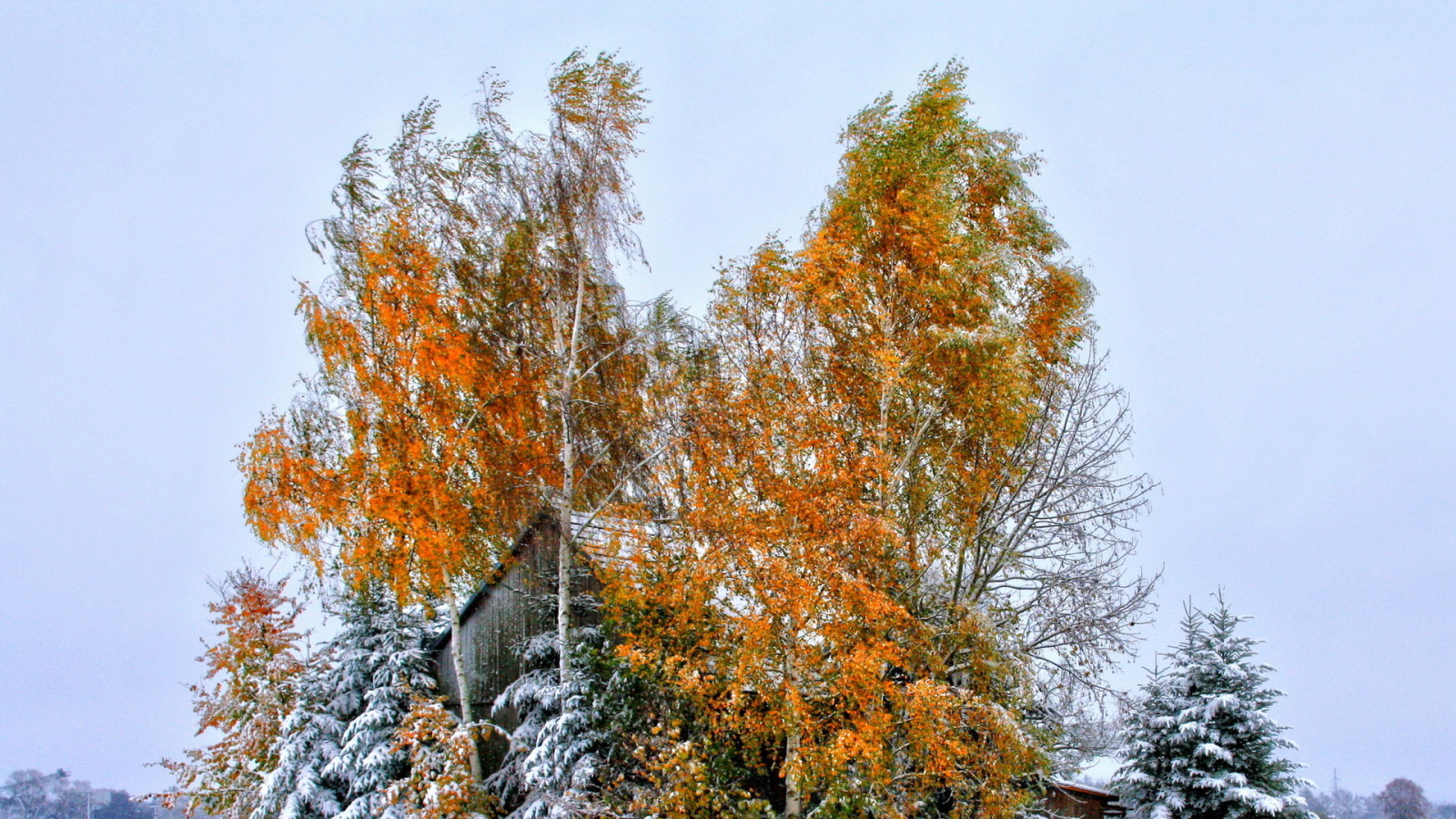 눈, 가을, 하늘, 집, 나무, 이파리, 지붕