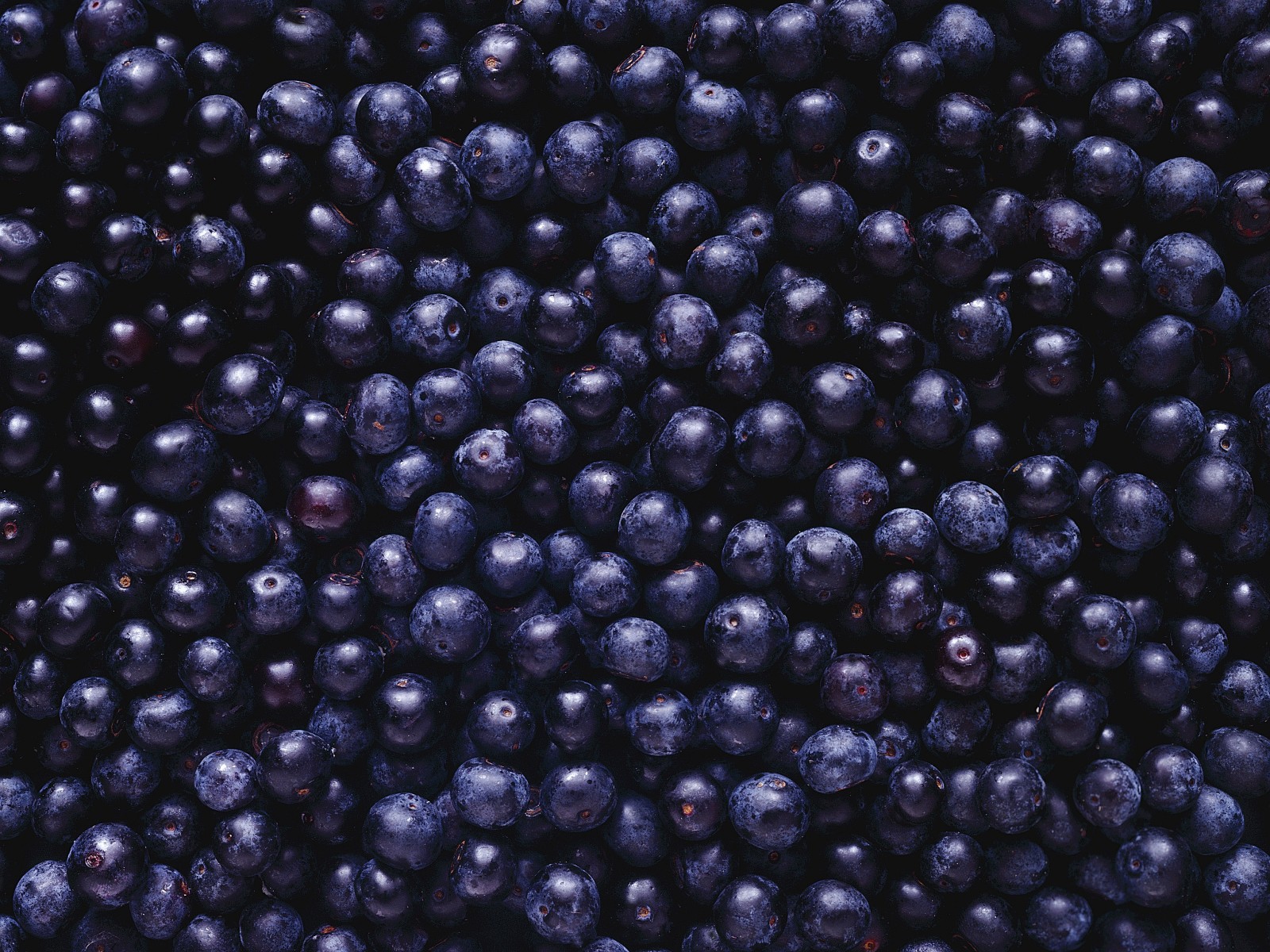 黑色, 浆果, 很多, 蓝莓