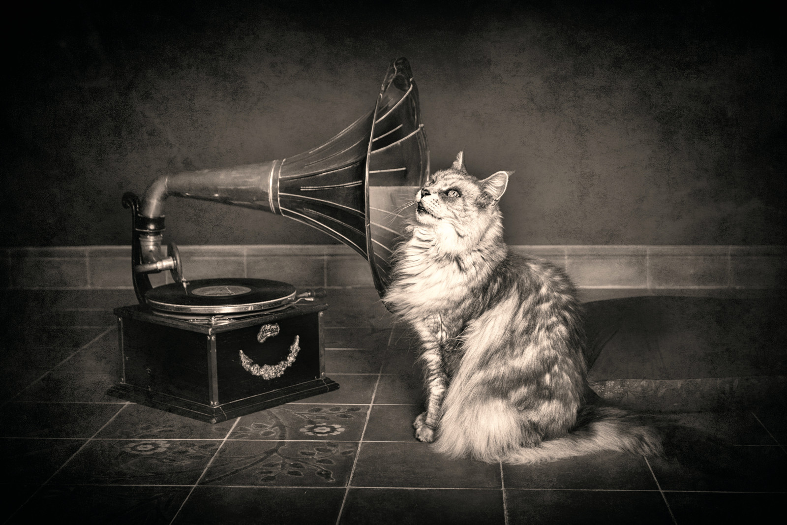 kucing, gramopon, pendengaran