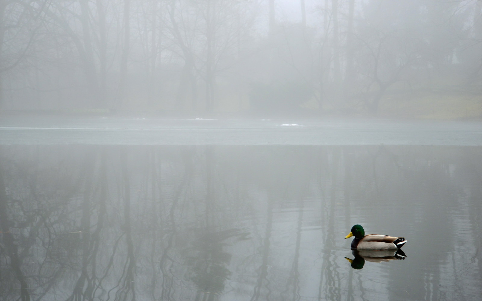 hồ, phong cảnh, sương mù, con vịt