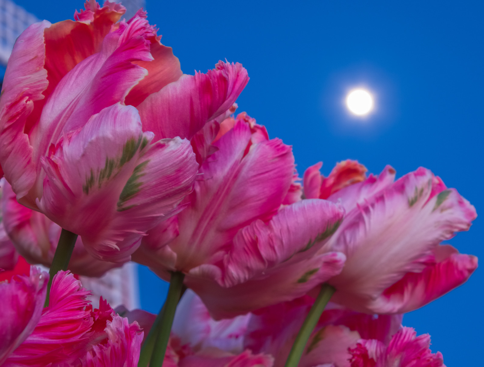bầu trời, Mặt trăng, Hoa tulip, cánh hoa, thân cây