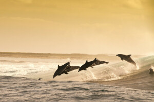 海豚, 晚间, 跳跃的, 好玩的, 海, 水溅, 波