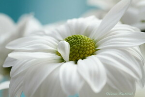 デイジー, 花, 大きい, 白い
