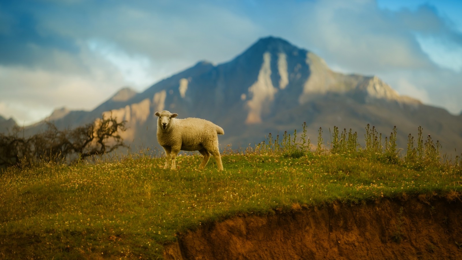 cỏ, bầu trời, núi, cừu