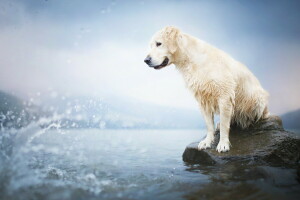 犬, 各, 見て, 水