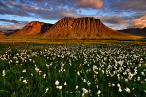 아이슬란드, 칠월, 습지 식물, 산, 수 간다 피요르드, 여름, 저녁
