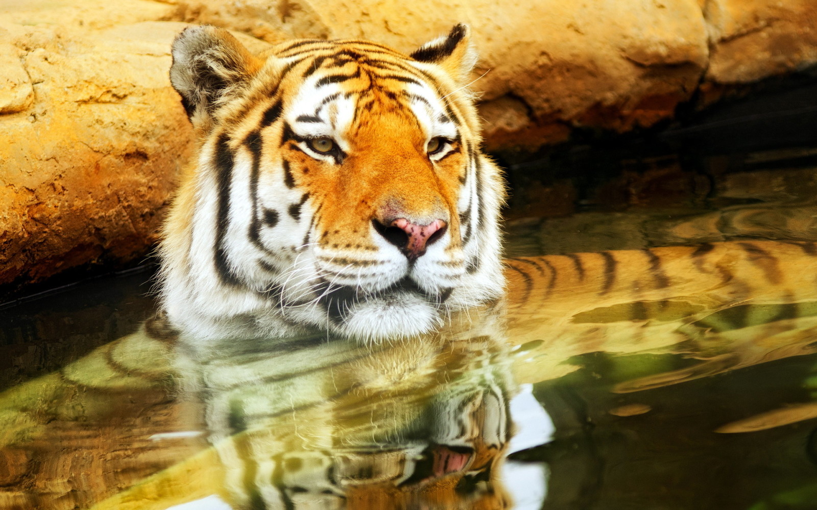 Thiên nhiên, lý lịch, con hổ