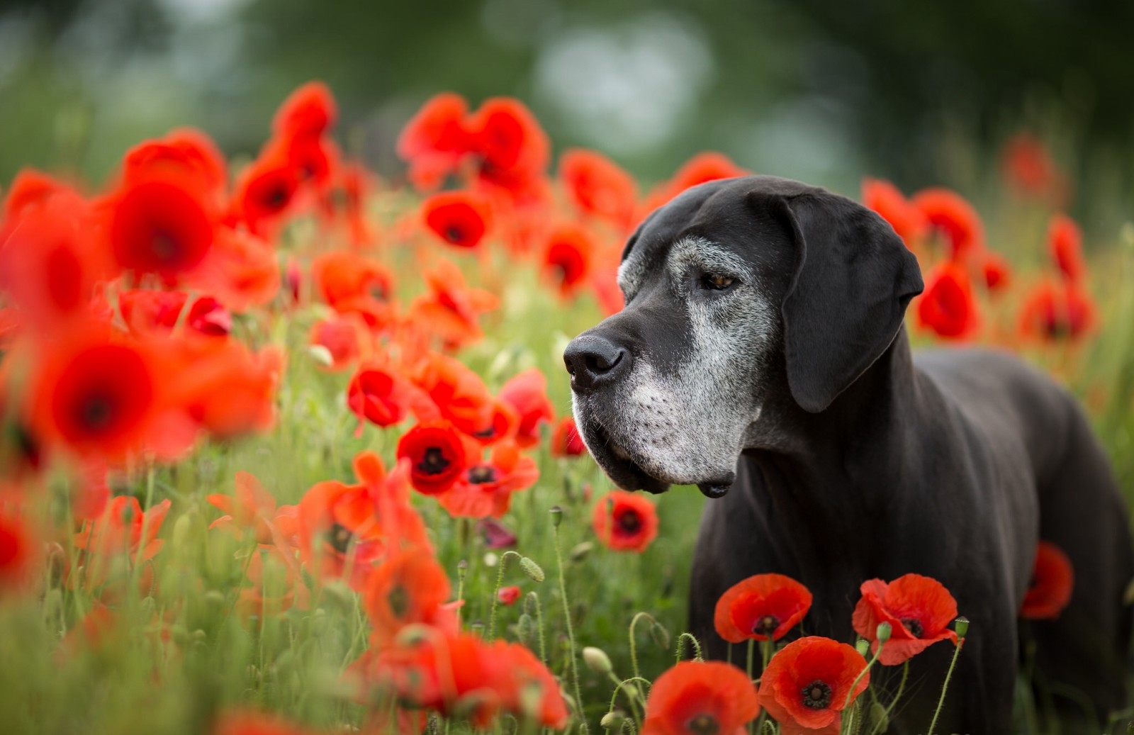 anjing, bunga-bunga, Maki