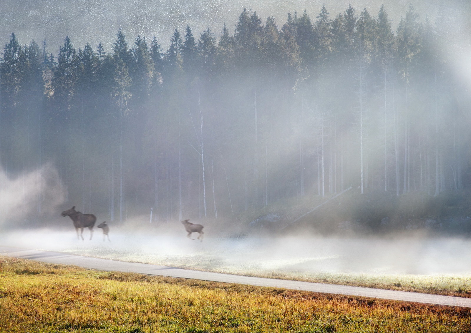 早上, 多雾路段, 驼鹿