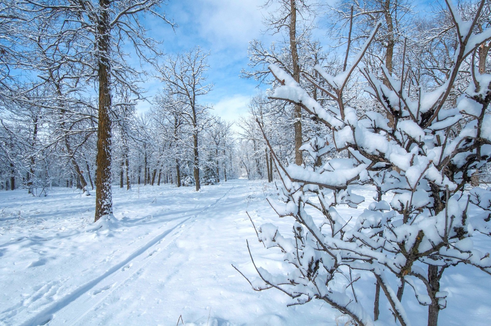 雪, パーク, 冬, 木
