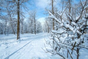 パーク, 雪, 木, 冬