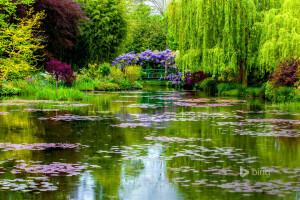 桥, 法国, 吉维尼, 莫奈的花园, 诺曼底, 池塘, 弹簧