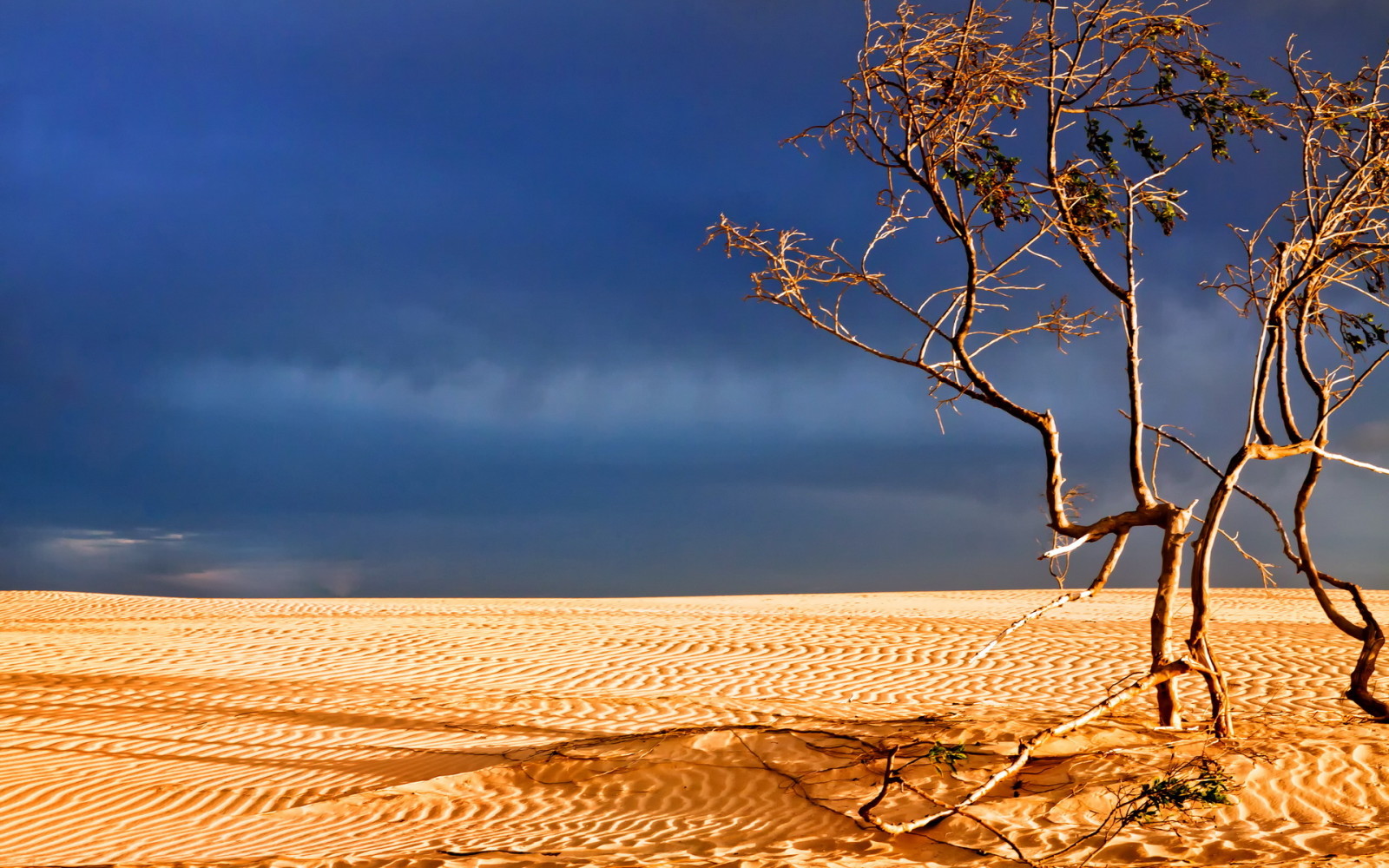 cây, phong cảnh, Sa mạc