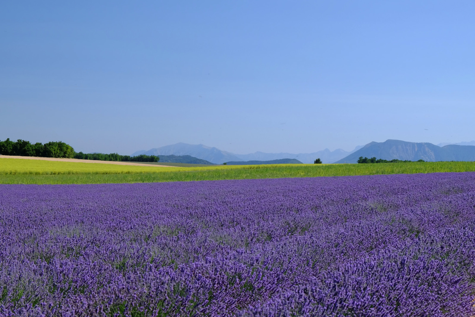 langit, bidang, lavender, bidang lavender, gunung, cakrawala, tanah pertanian