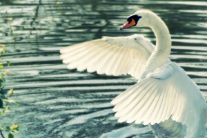 白鳥, 水, 翼