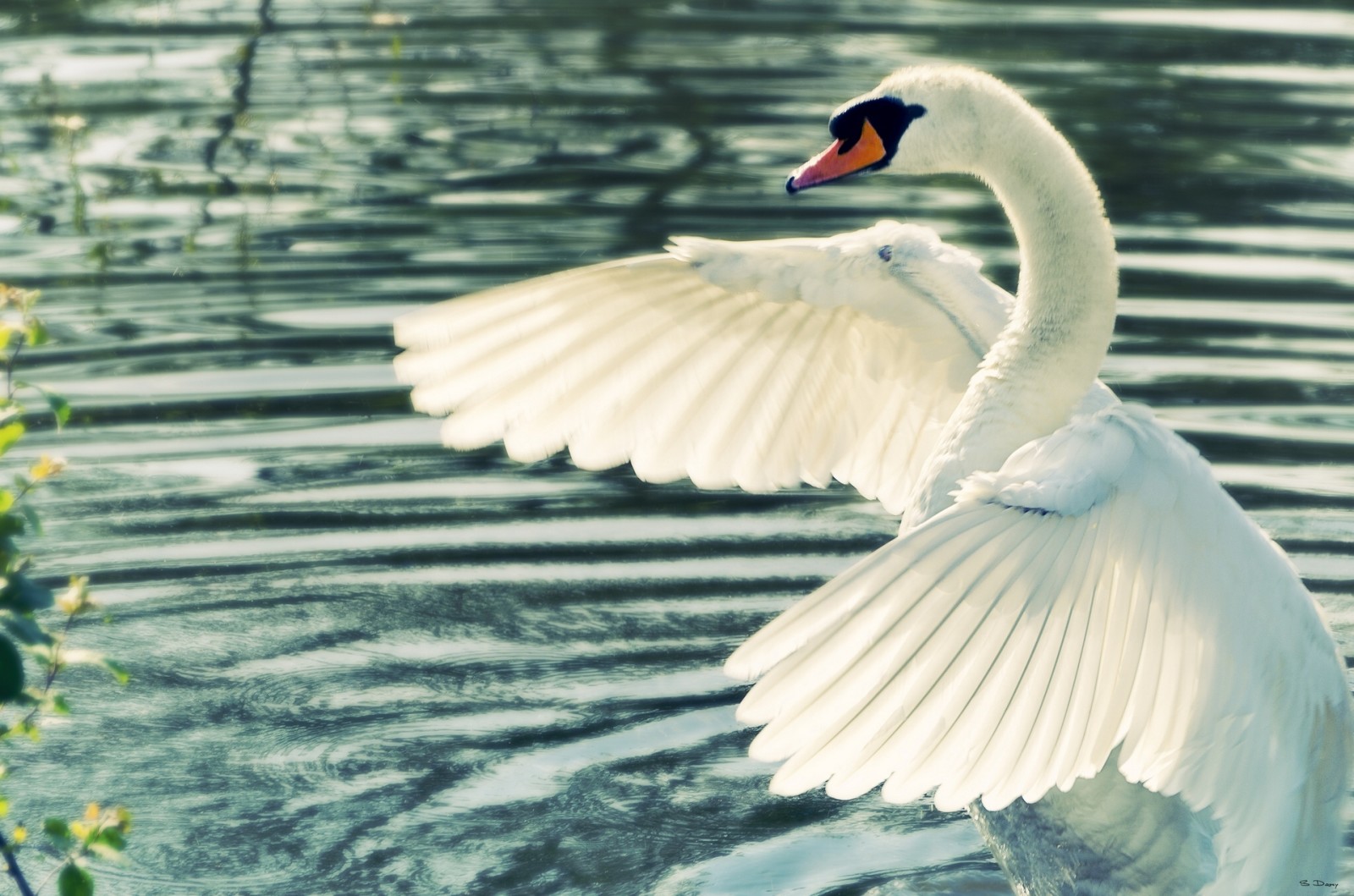 水, 翼, 白鳥
