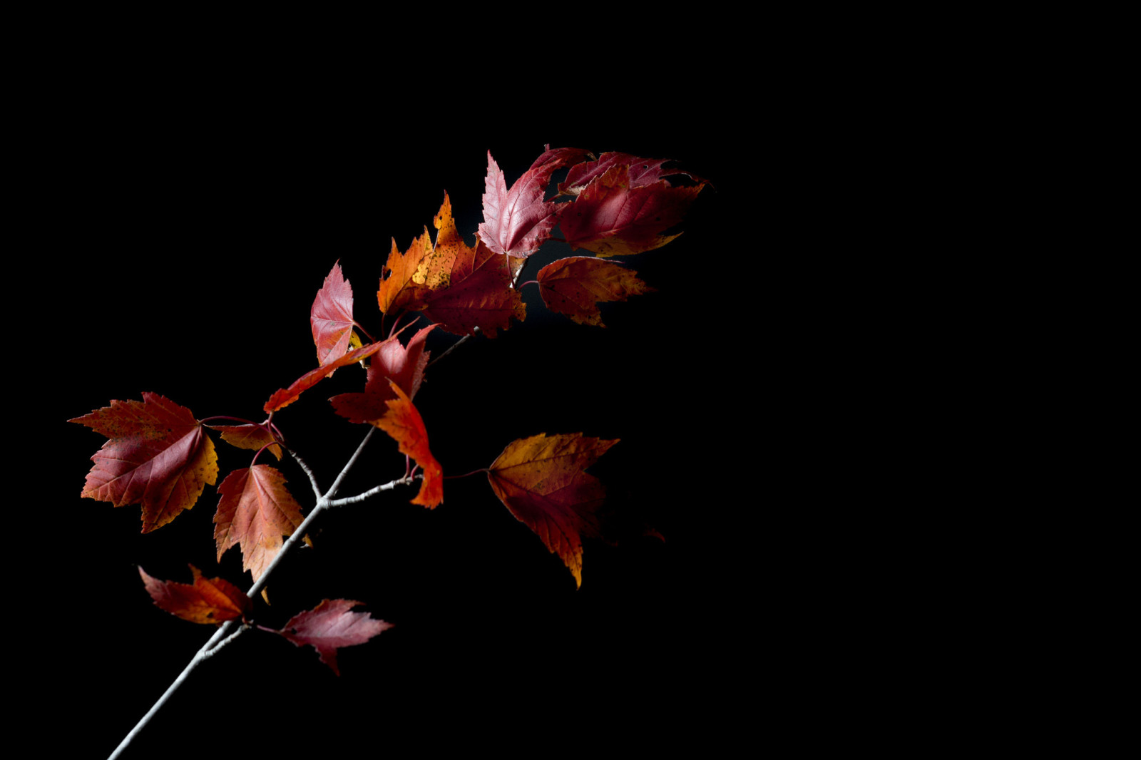musim gugur, Latar Belakang, Daun-daun, cabang