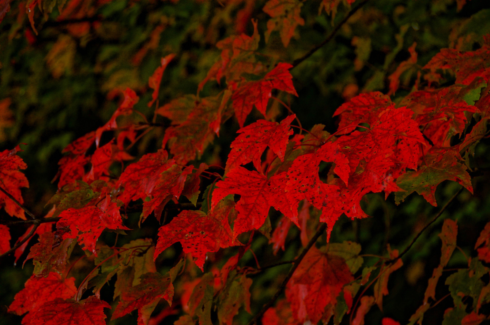 树, 秋季, 树叶, 枫, 深红色